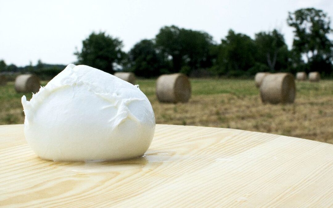 La mozzarella di bufala va conservata in frigo? Consigli pratici dal caseificio Di Santo