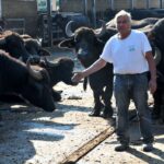 Caseifici che fanno spedizioni di mozzarella di bufala! caseificiodisanto.it